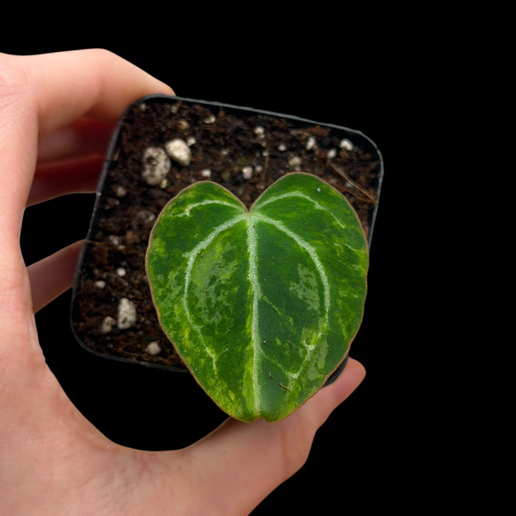 Anthurium Crystallinum Var. Cutting