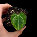 Anthurium Crystallinum Var. Cutting