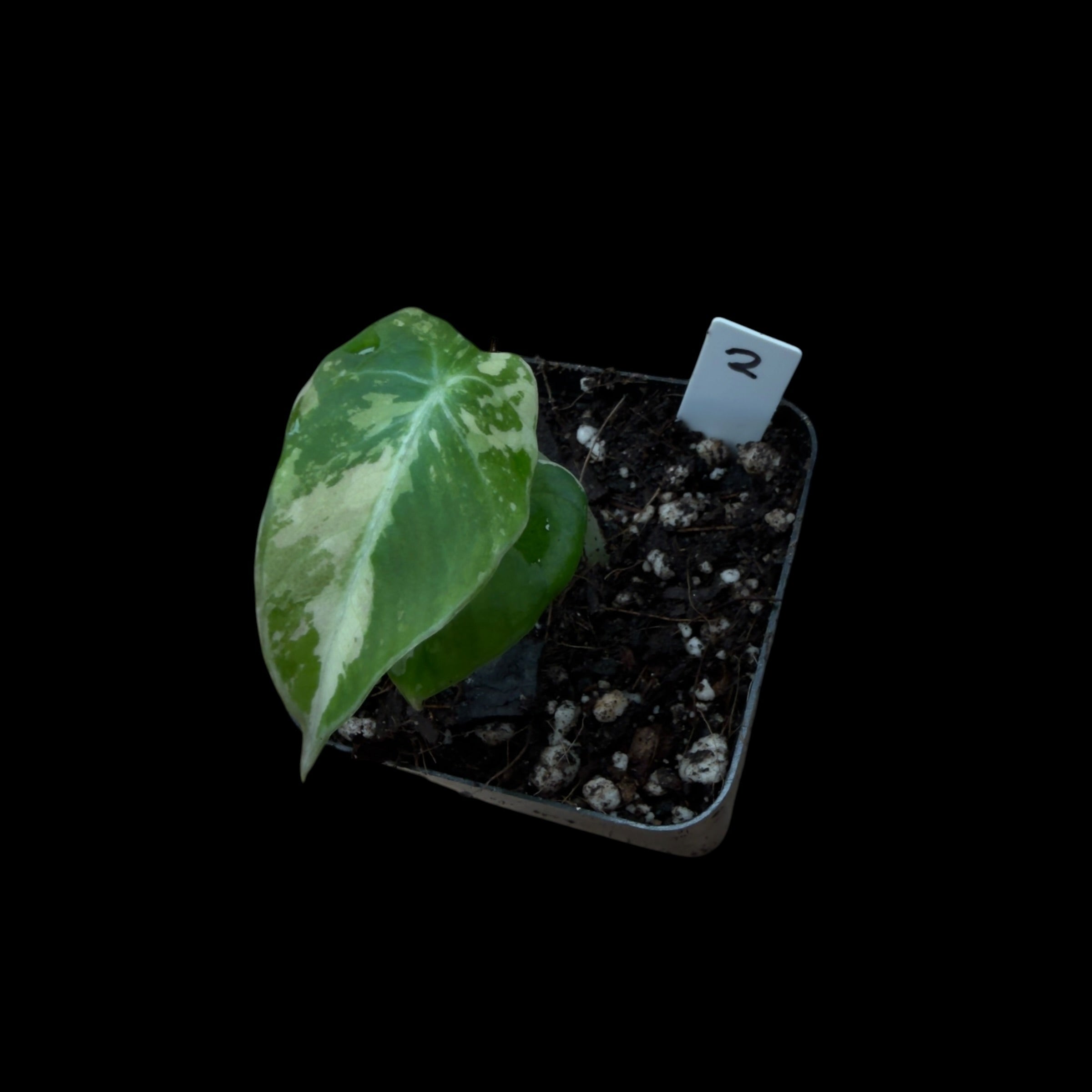 Alocasia Black Velvet Pink