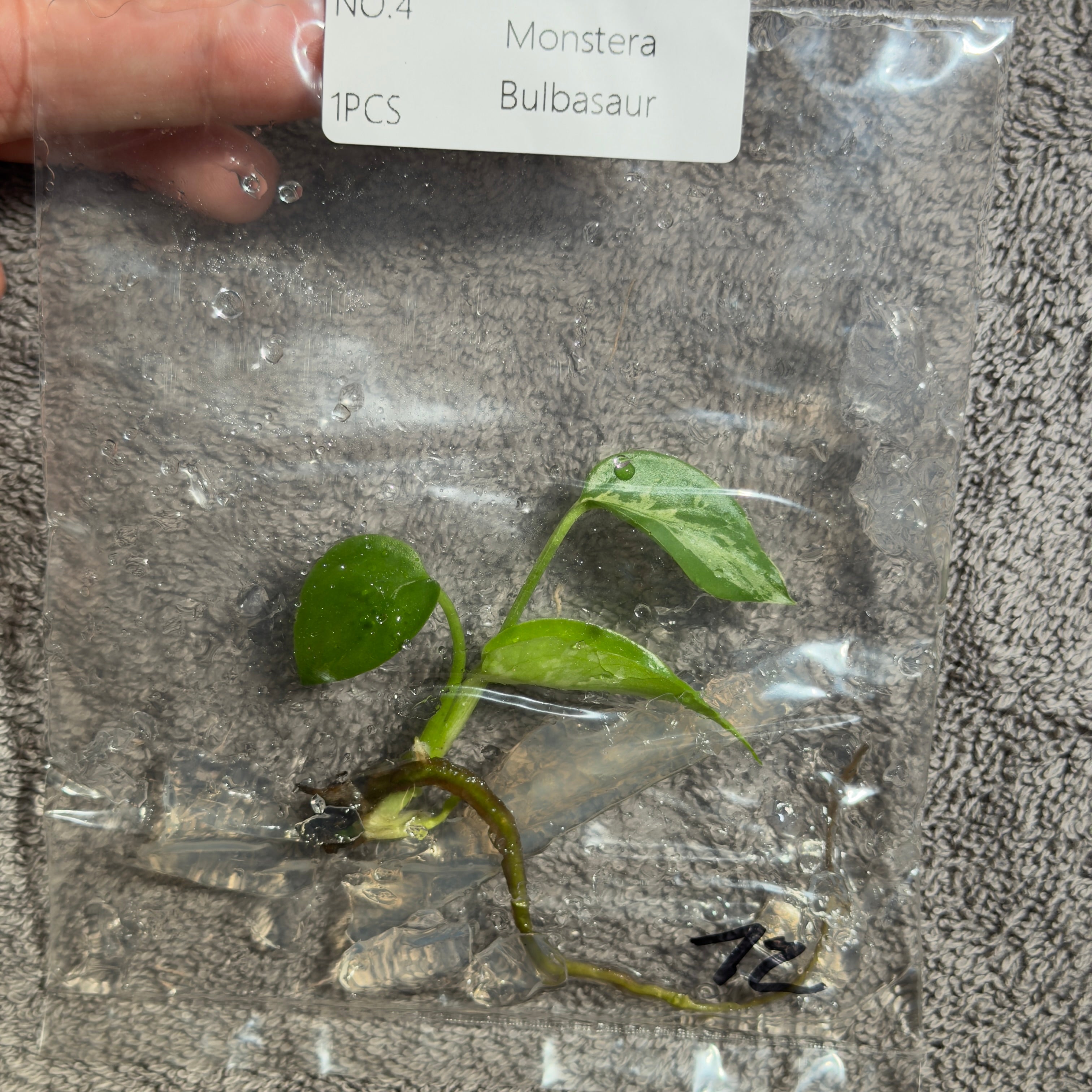 Monstera Bulbasaur | TC