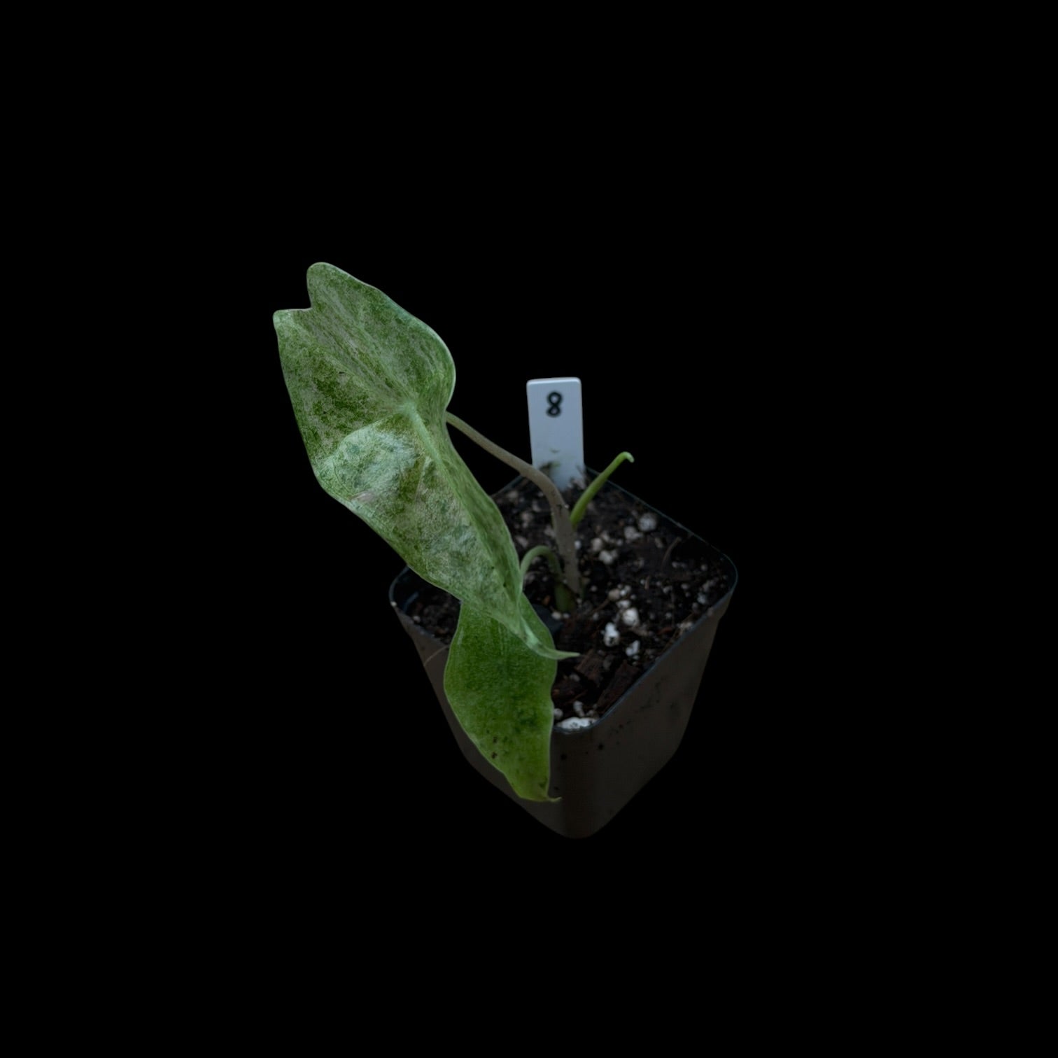 Alocasia Longiloba Black Satun 'Stardust'