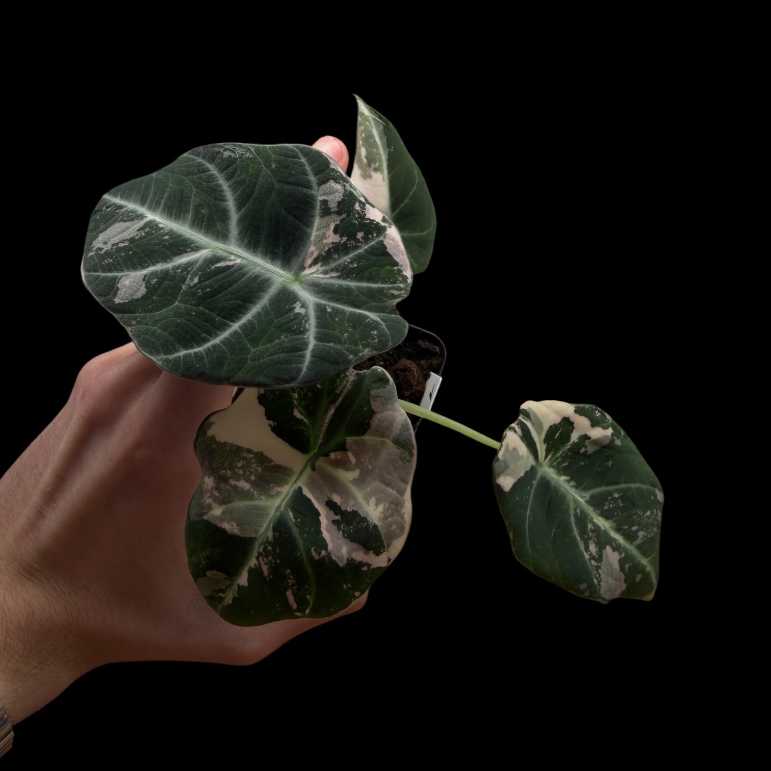 Alocasia Black Velvet Pink