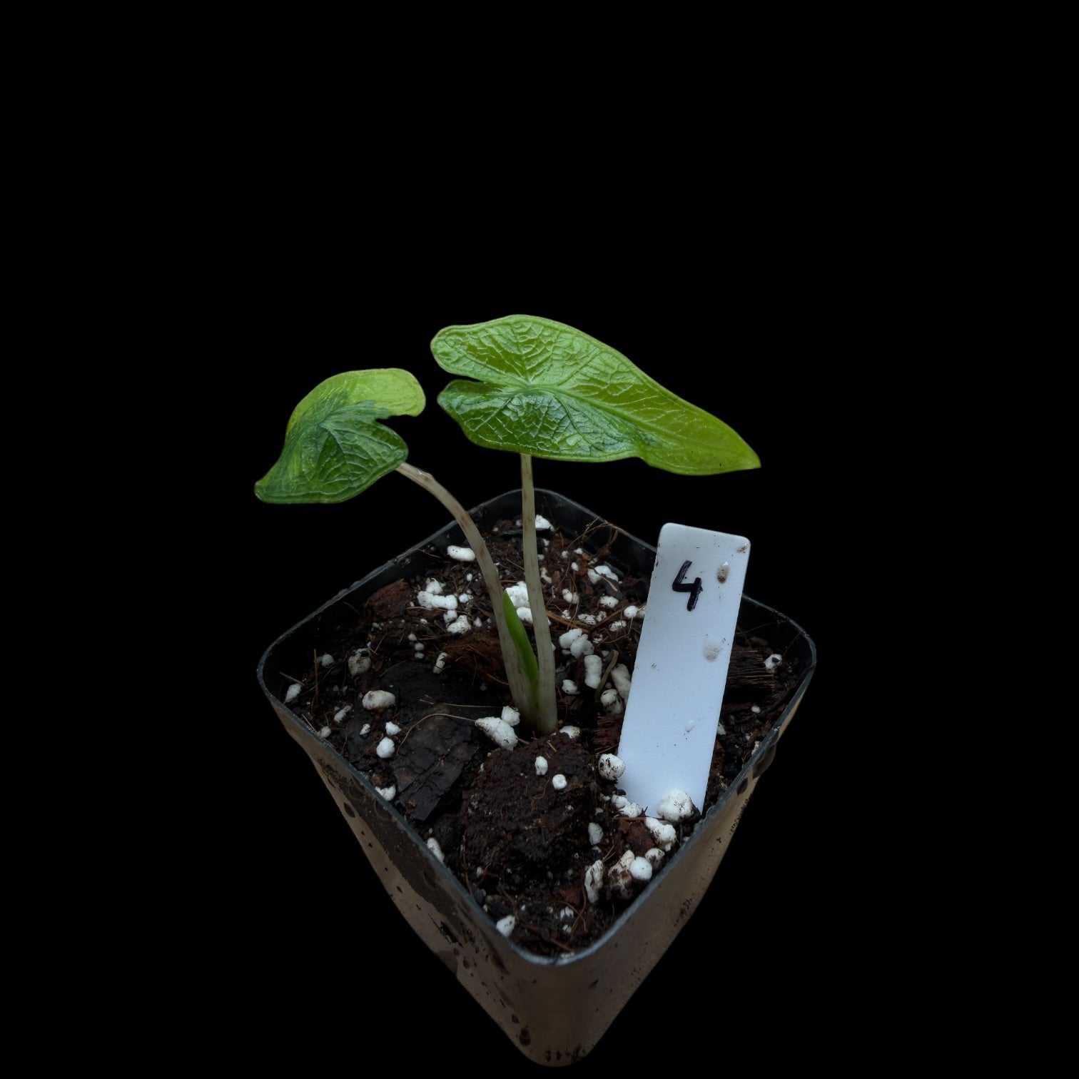 Alocasia Jacklyn Var. / A-Grade