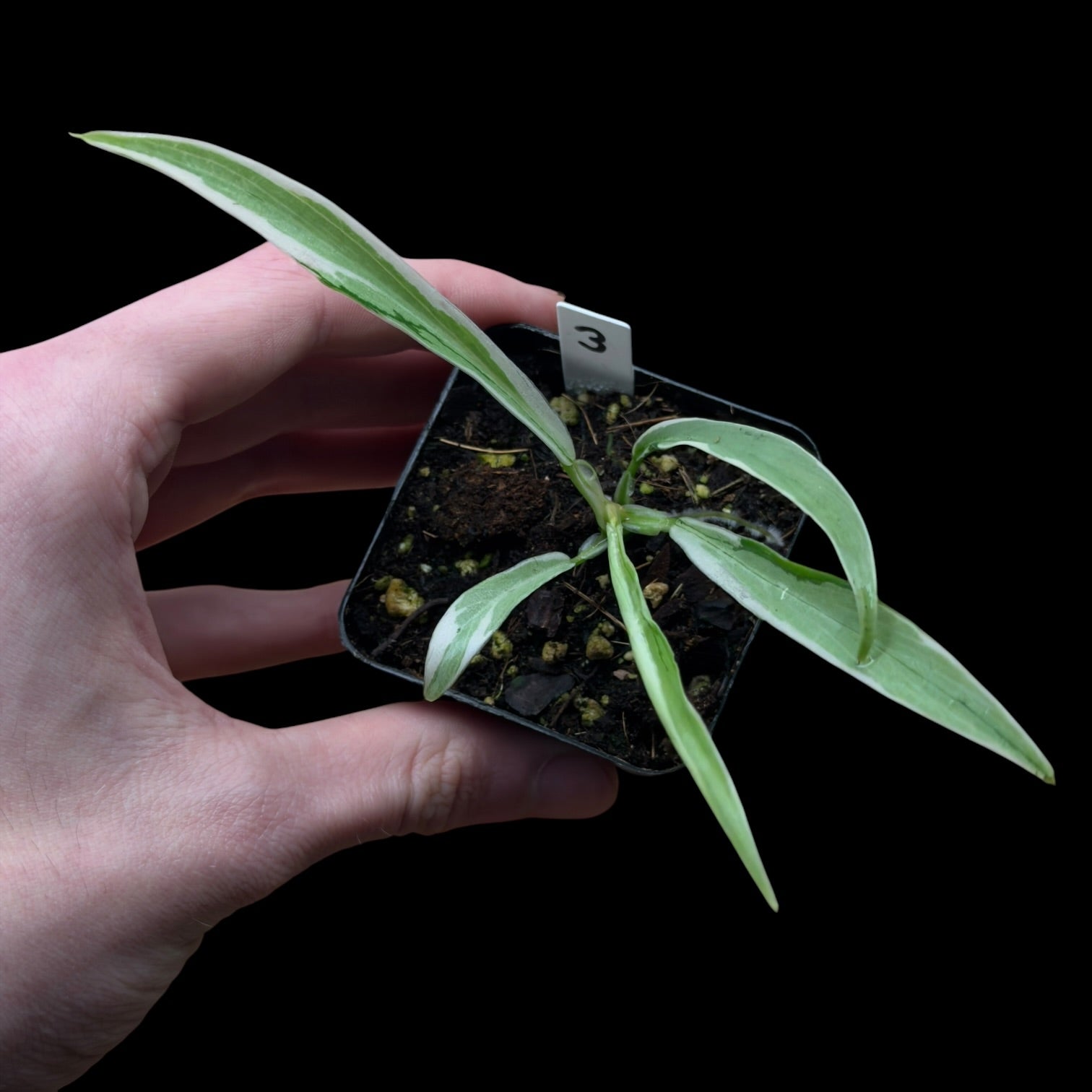Philodendron Tortum Variegata