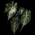 Alocasia Venom | Growers Choice
