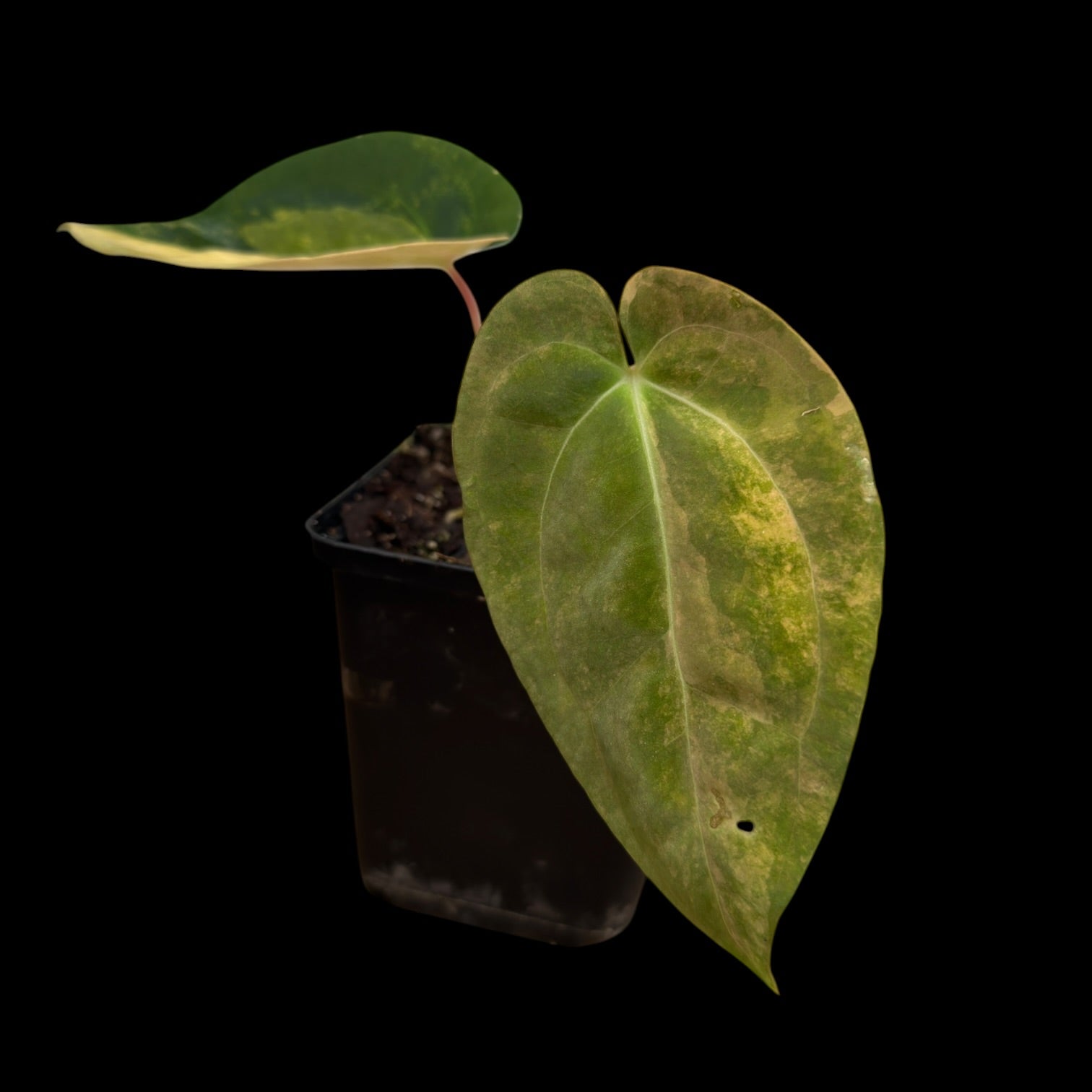 Anthurium AOS Tezula x SKG var. Cutting