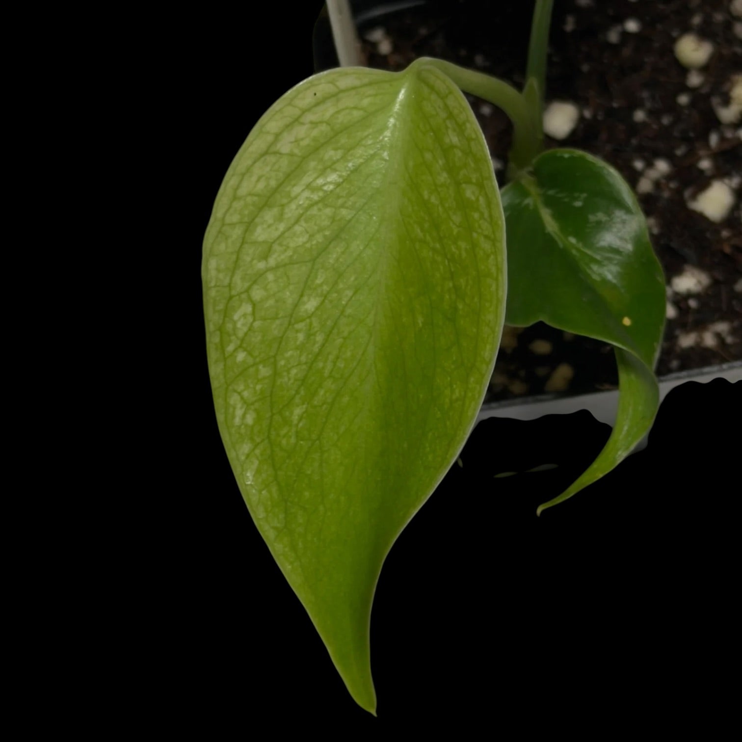 Monstera Devil Monster