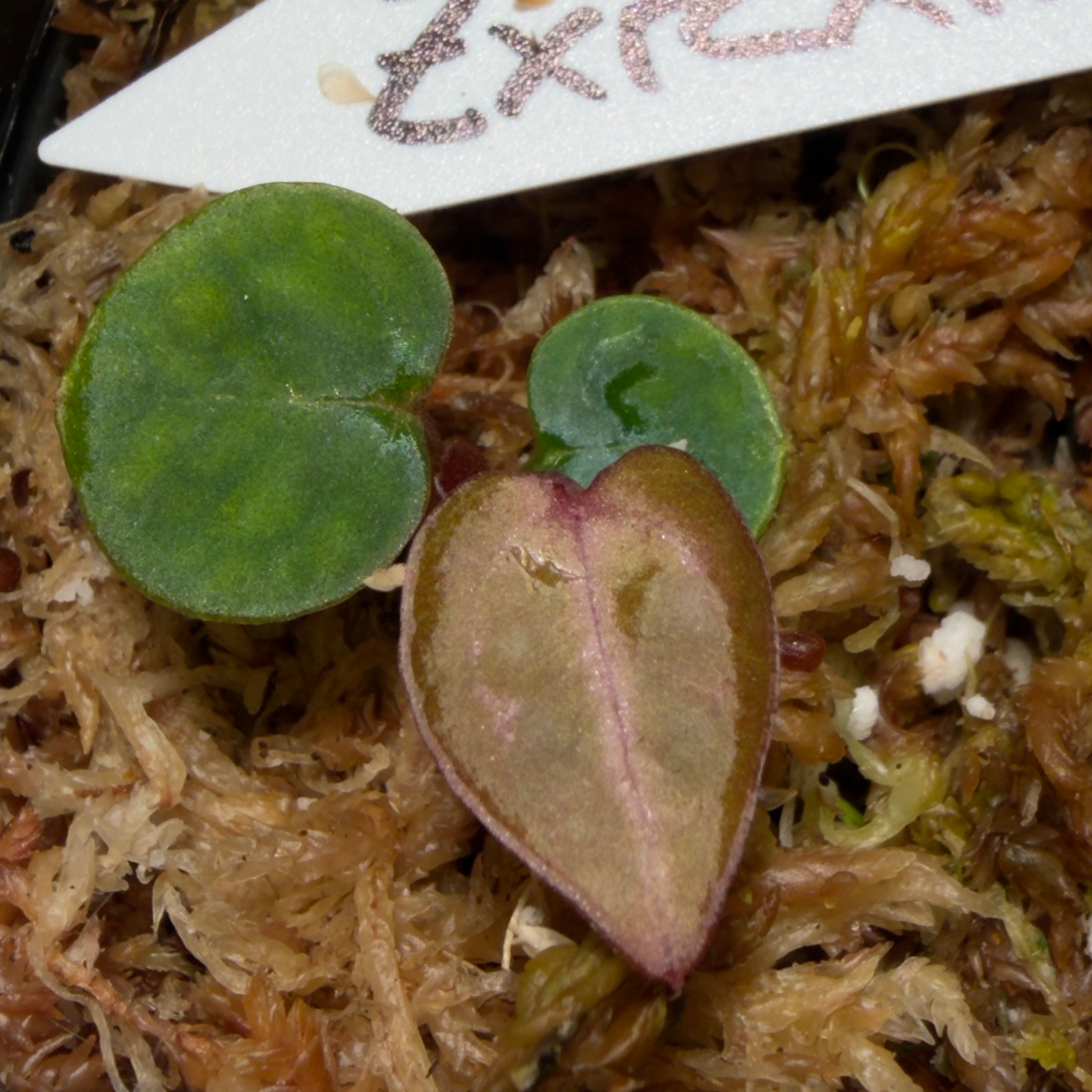 Anthurium (Zarax Rc) x Michelle