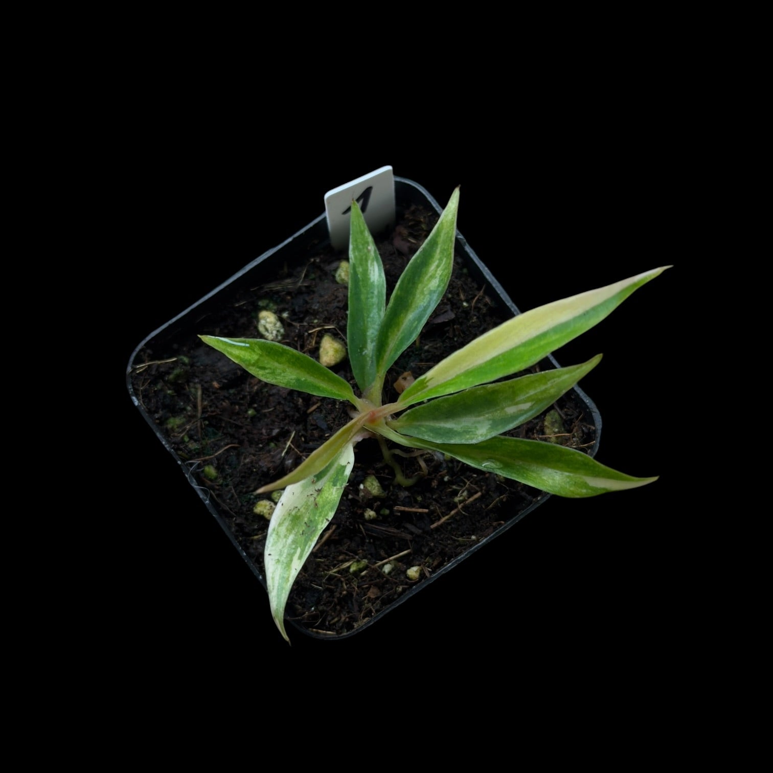 Philodendron Tortum Variegata