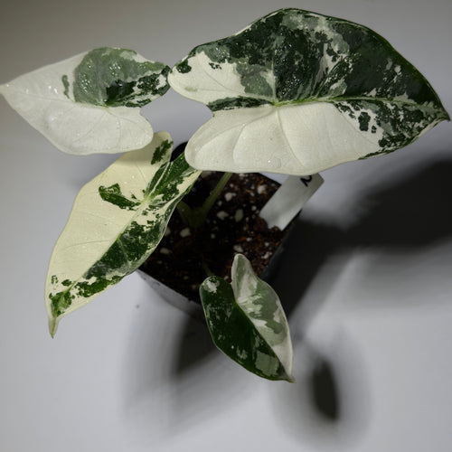 Alocasia Frydek Variegata