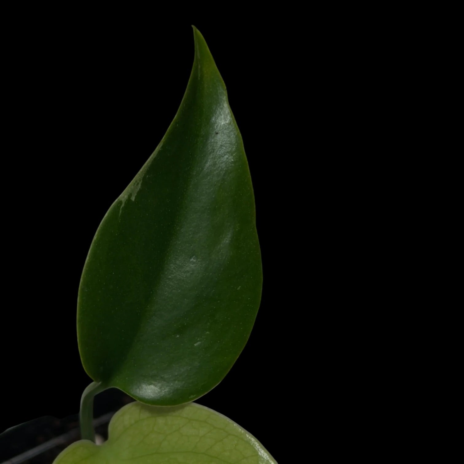 Monstera Devil Monster