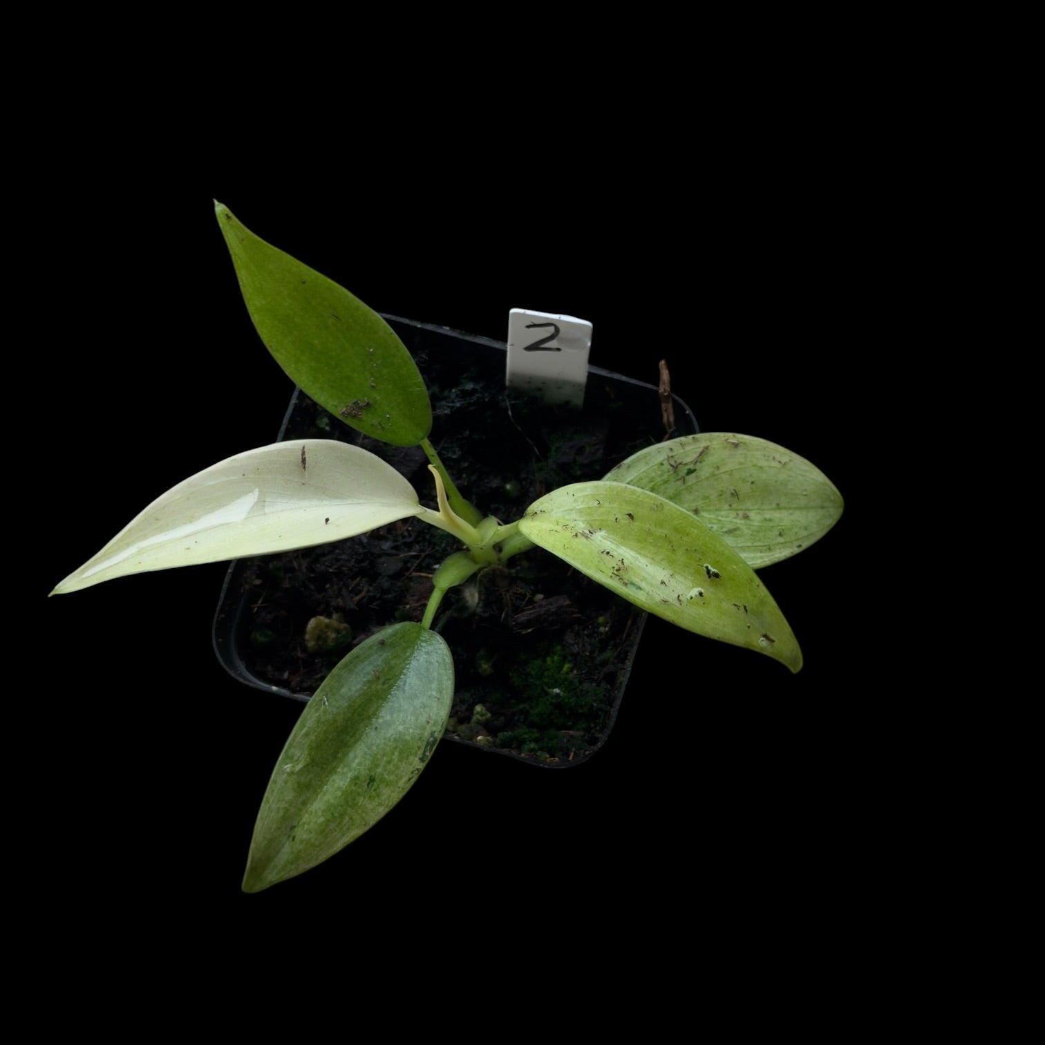 Philodendron Whipple Way