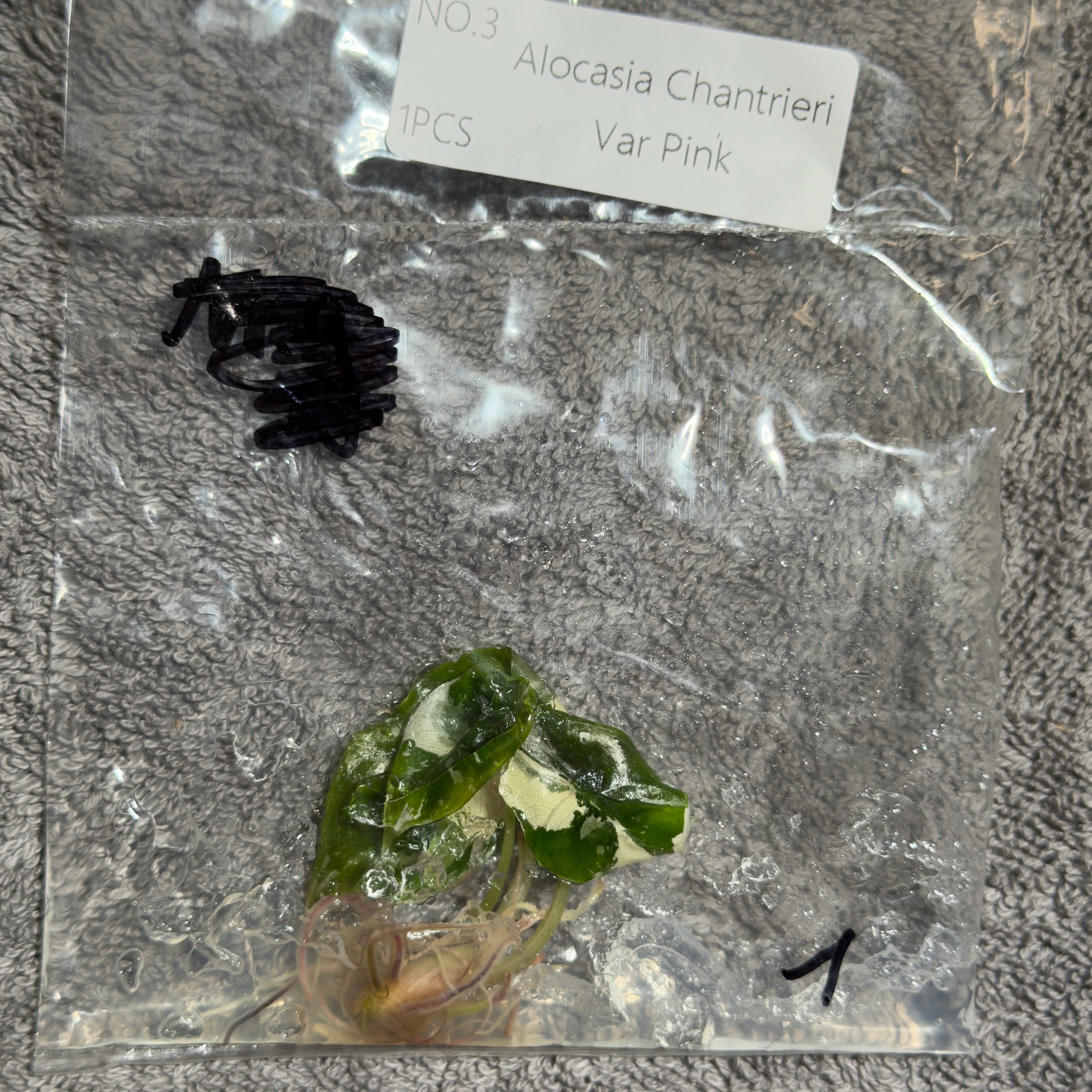 Alocasia Chantrieri Pink | TC