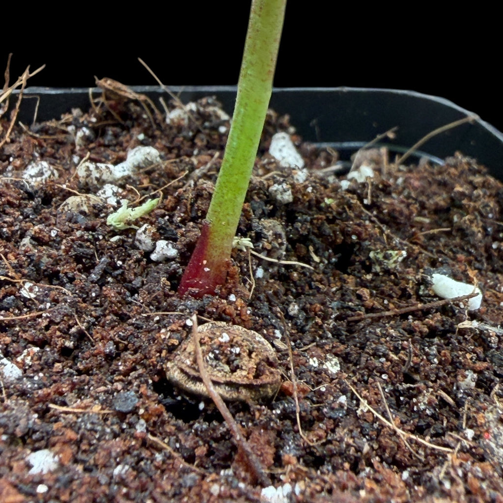 Anthurium Crystallinum Var. Cutting
