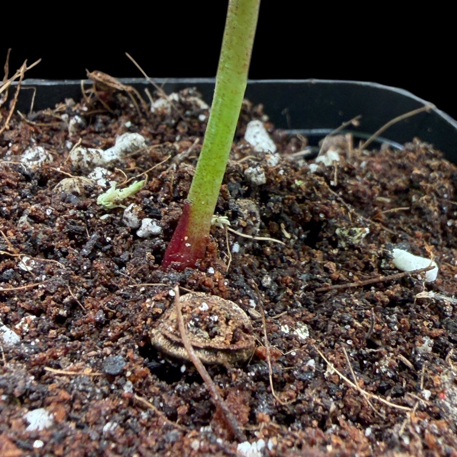 Anthurium Crystallinum Var. Cutting