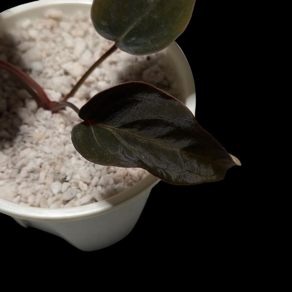 Anthurium Black Thunder Cutting