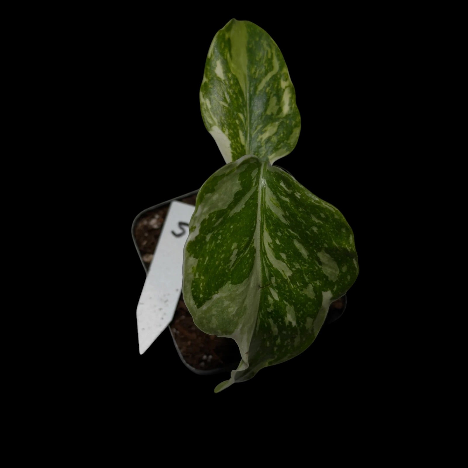 Monstera Electrolyte