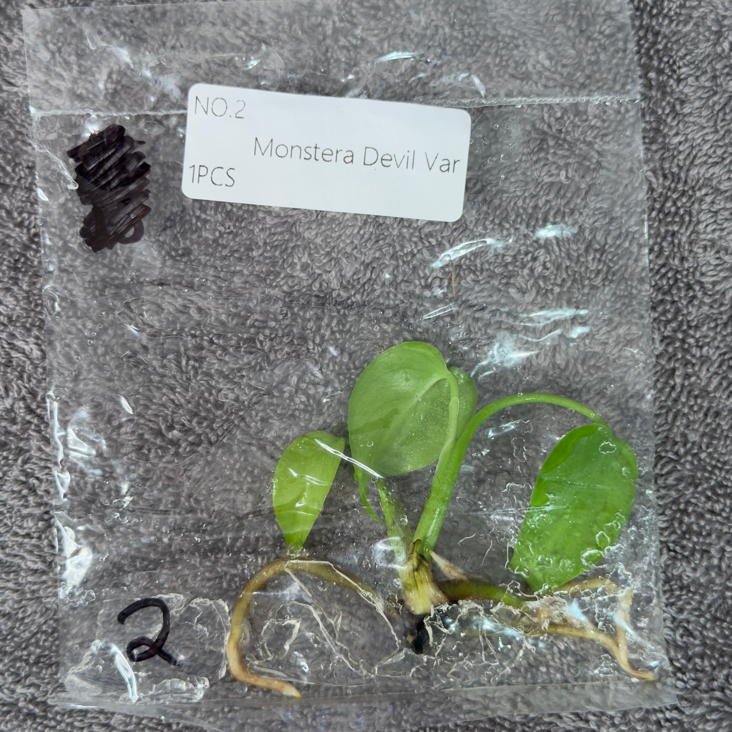 Monstera Devil Monster | TC