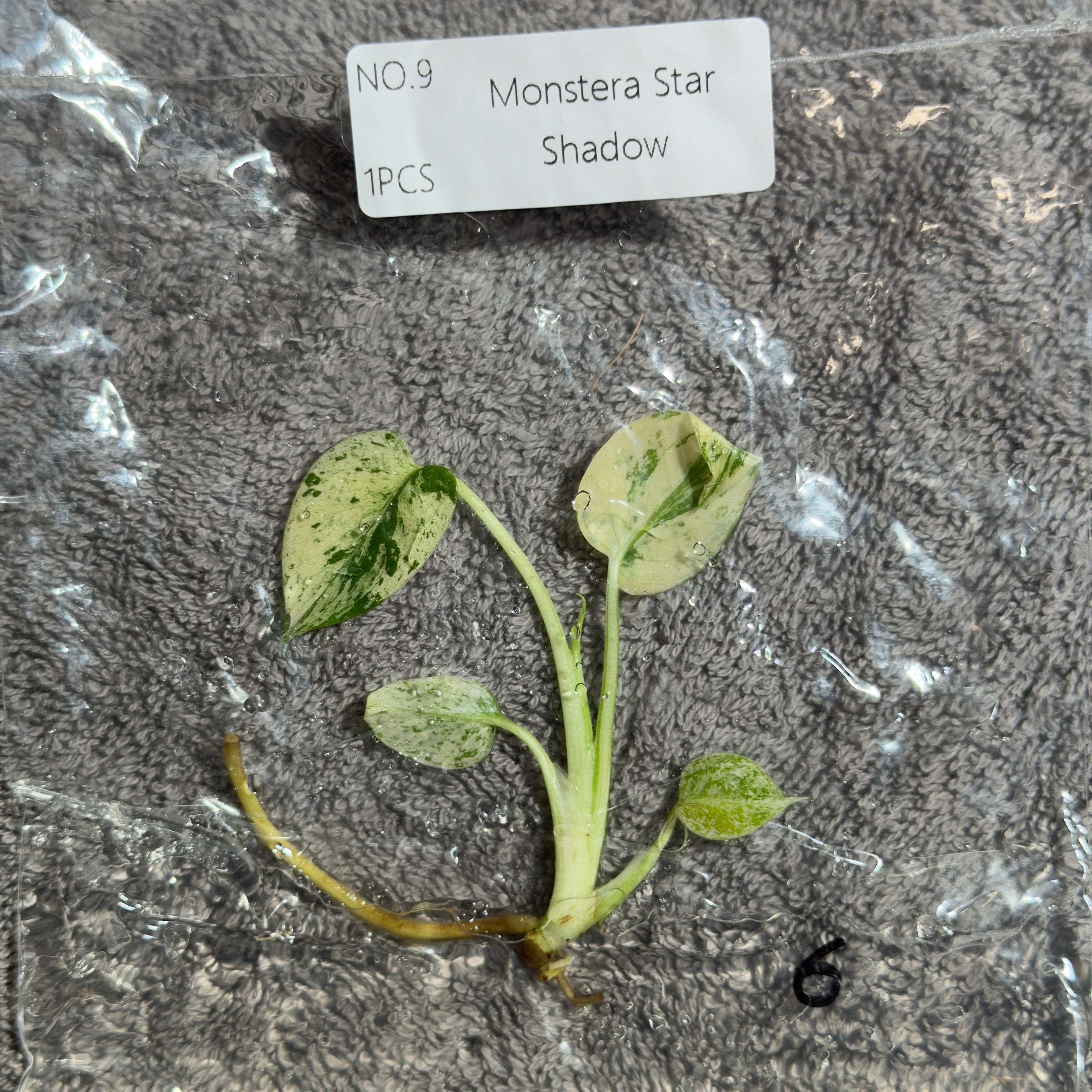 Monstera Star Shadow | TC