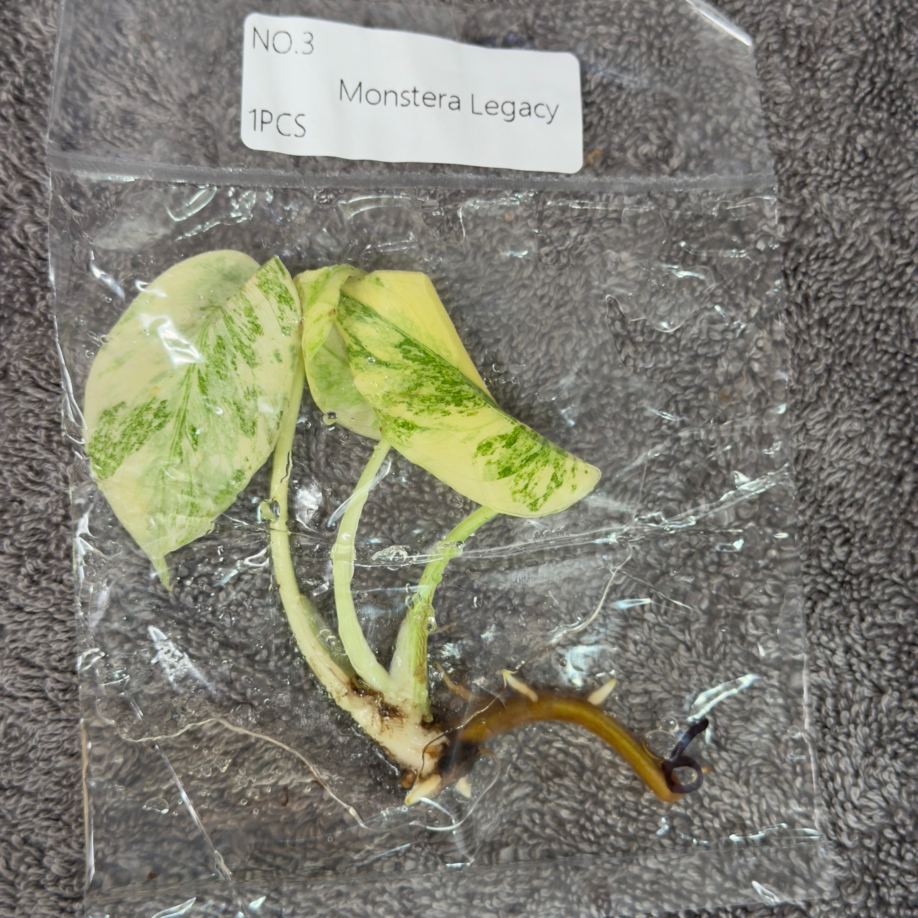 Monstera Legacy | TC