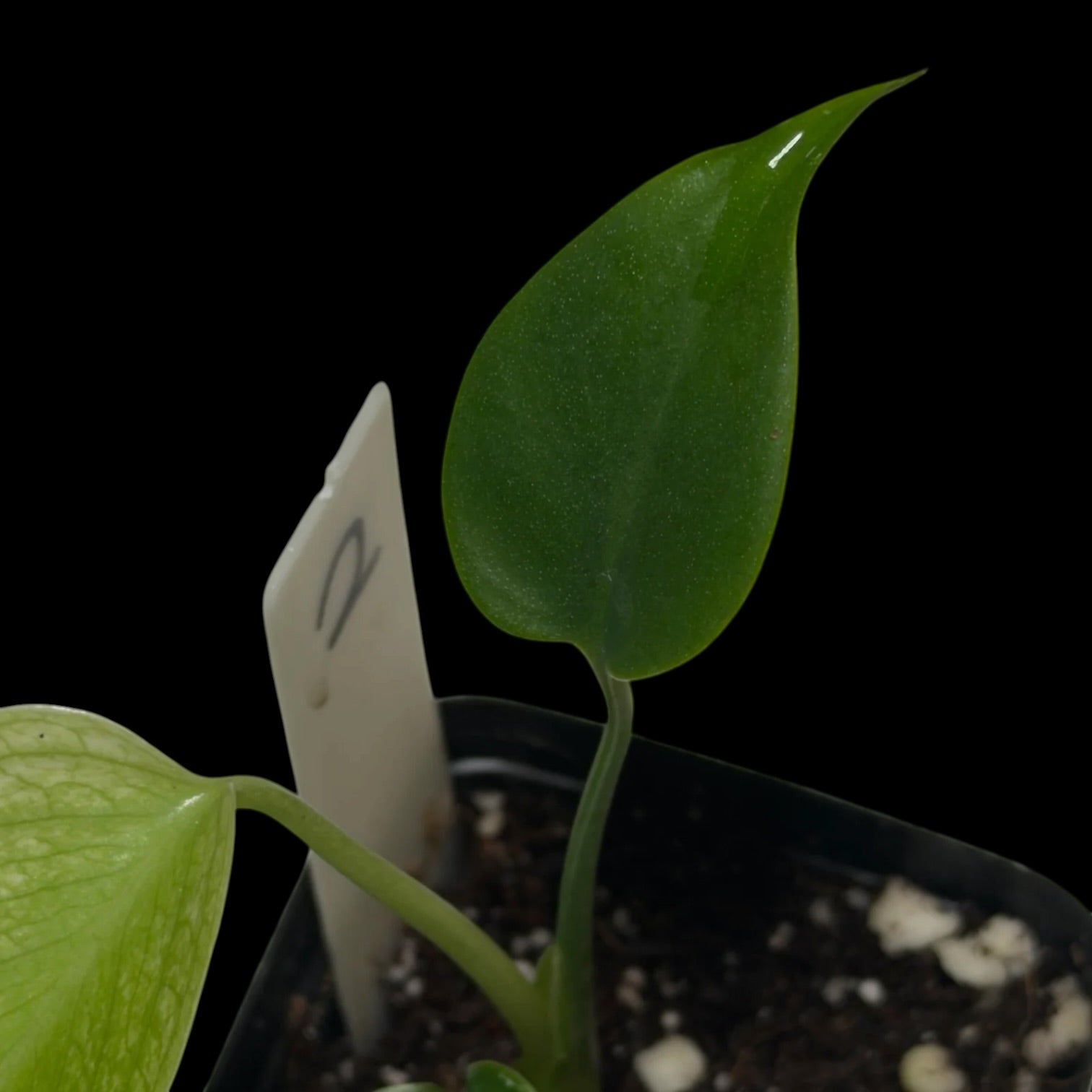 Monstera Devil Monster