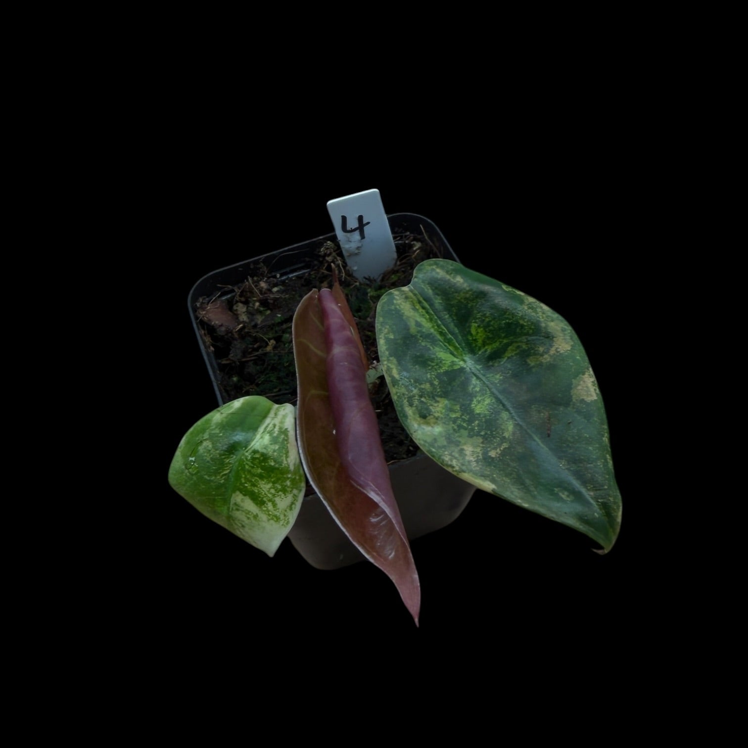 Alocasia Sedenii Aurea