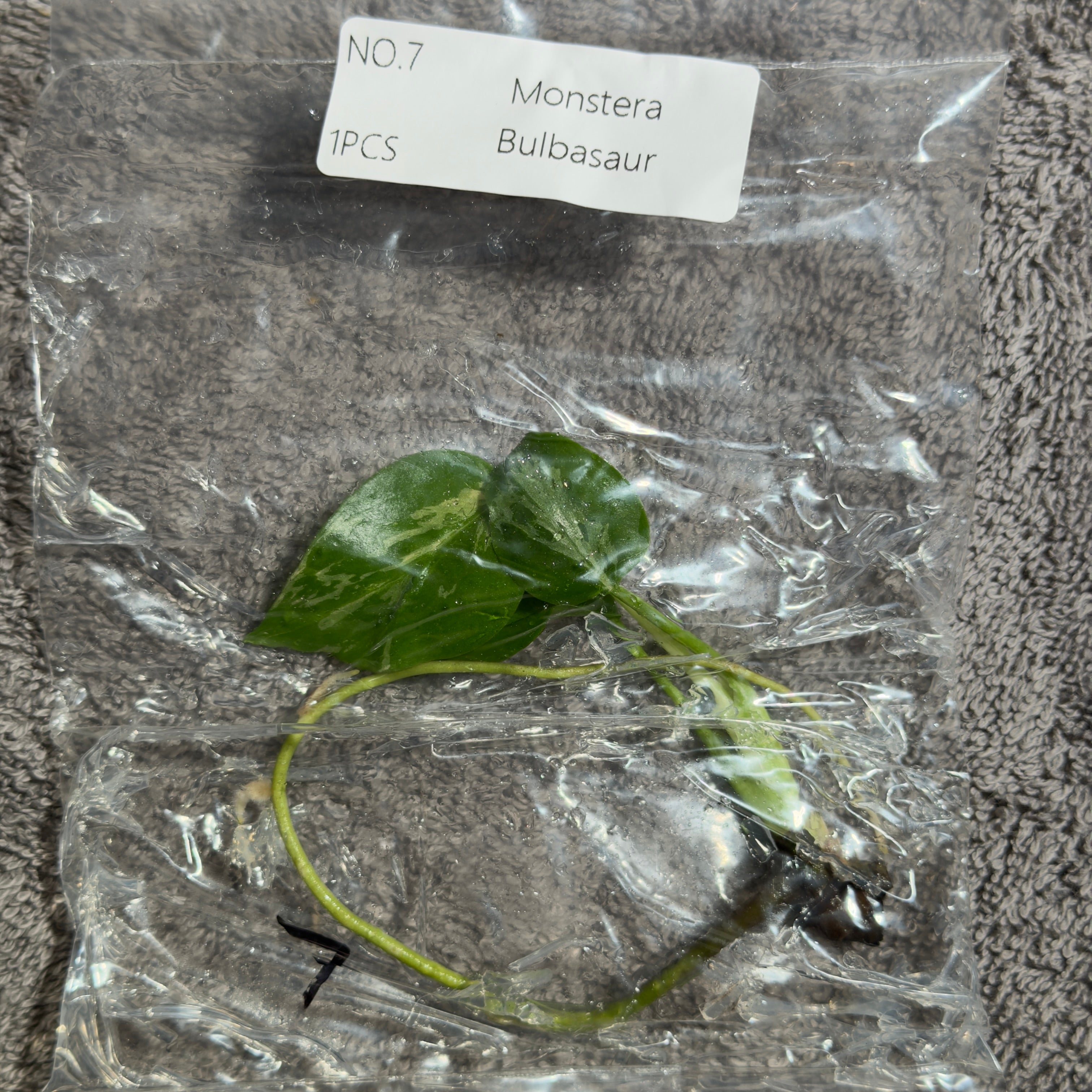 Monstera Bulbasaur | TC