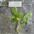 Alocasia Black Satun Stardust | TC