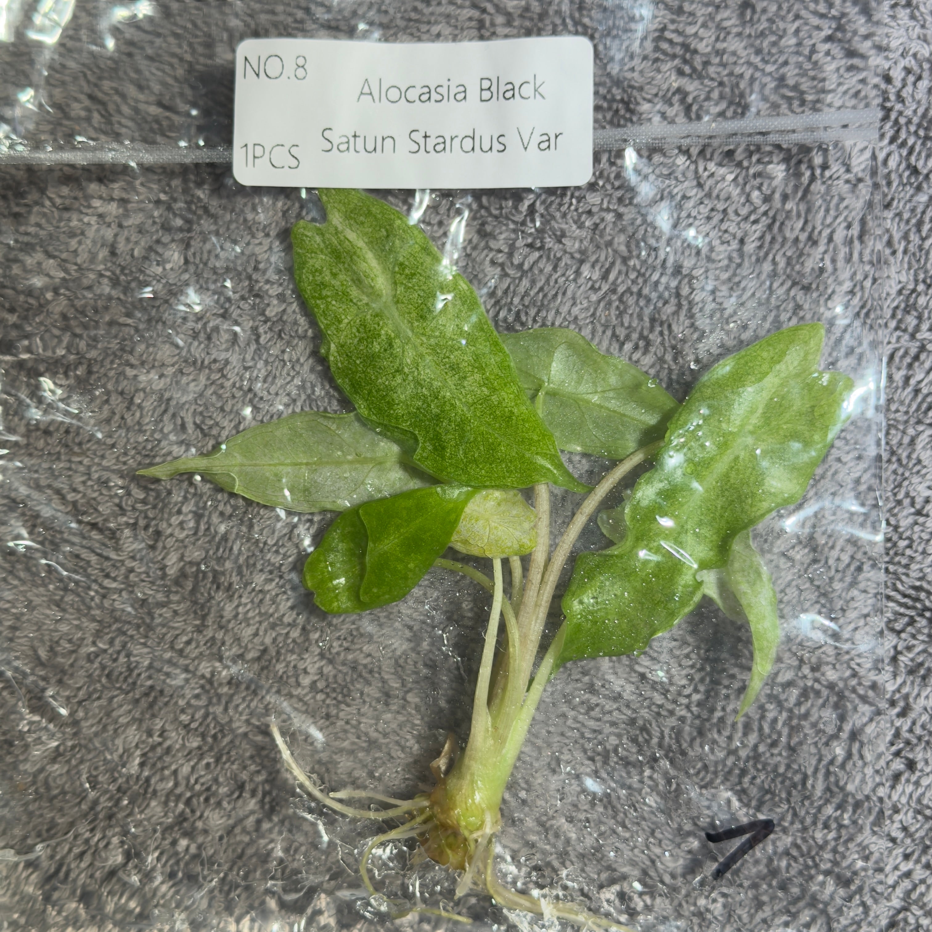 Alocasia Black Satun Stardust | TC
