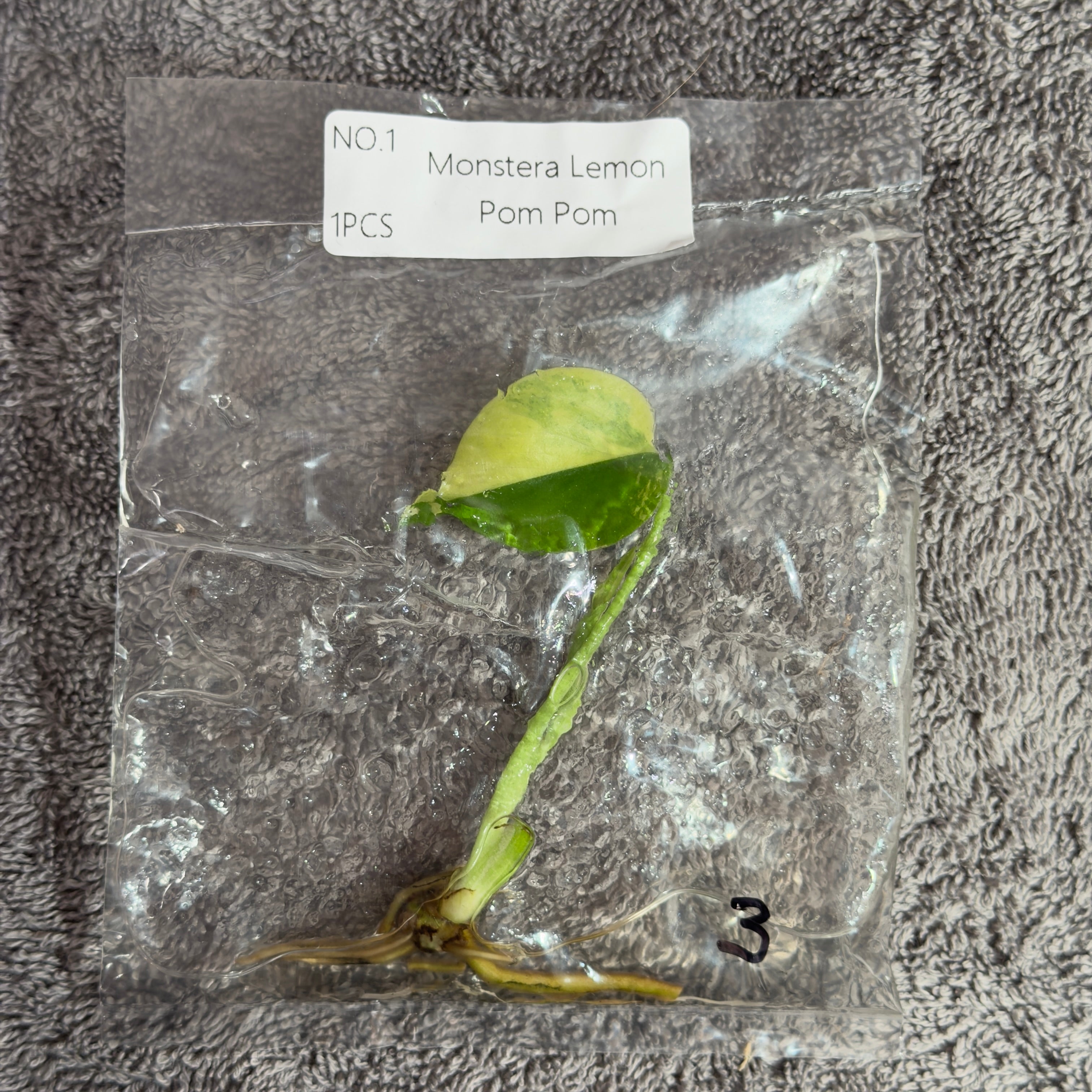Monstera Lemon Pom Pom | TC