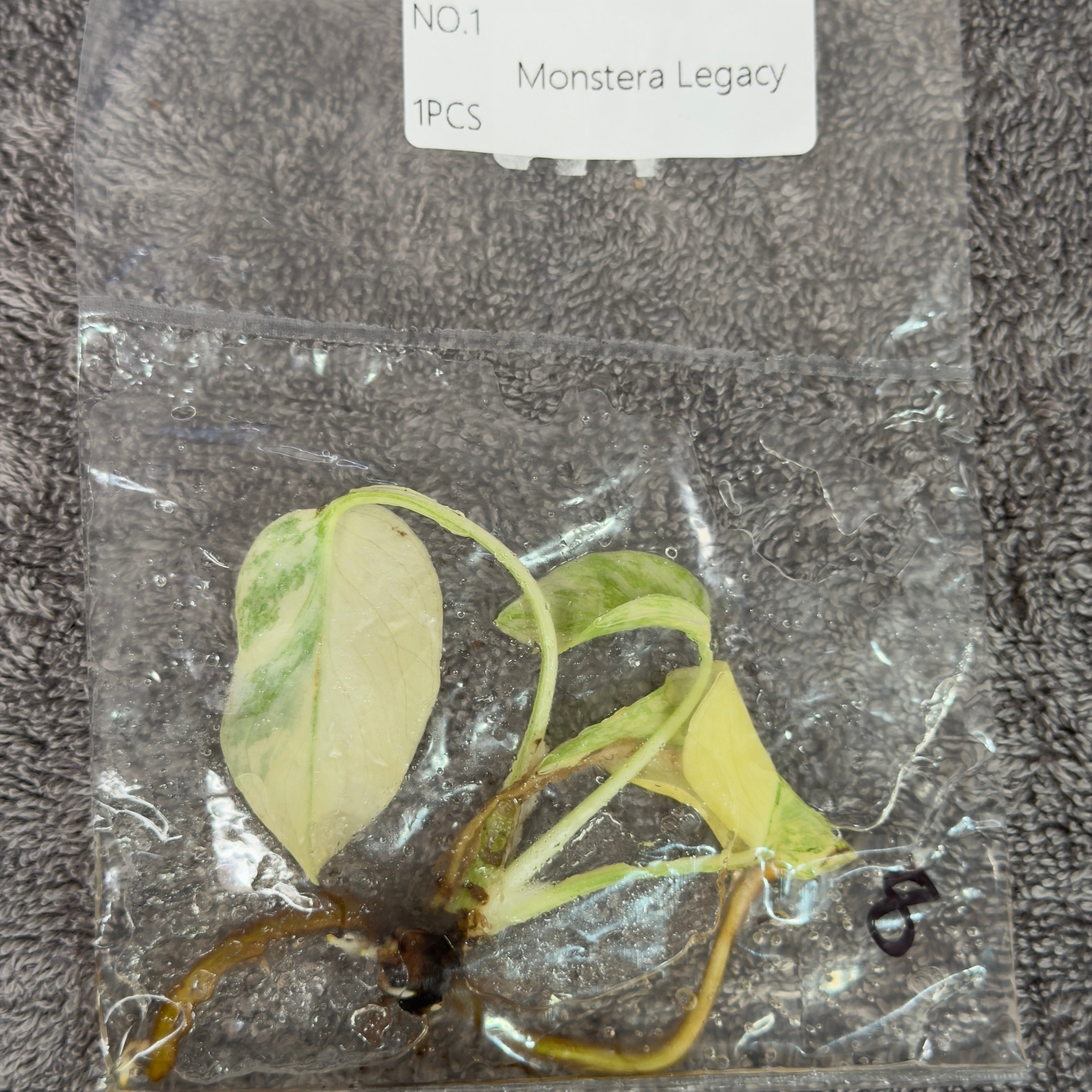 Monstera Legacy | TC