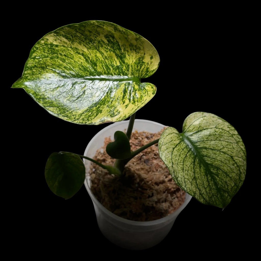 Monstera Siam Mint