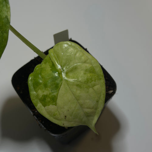 Alocasia Aegis Albo Variegata