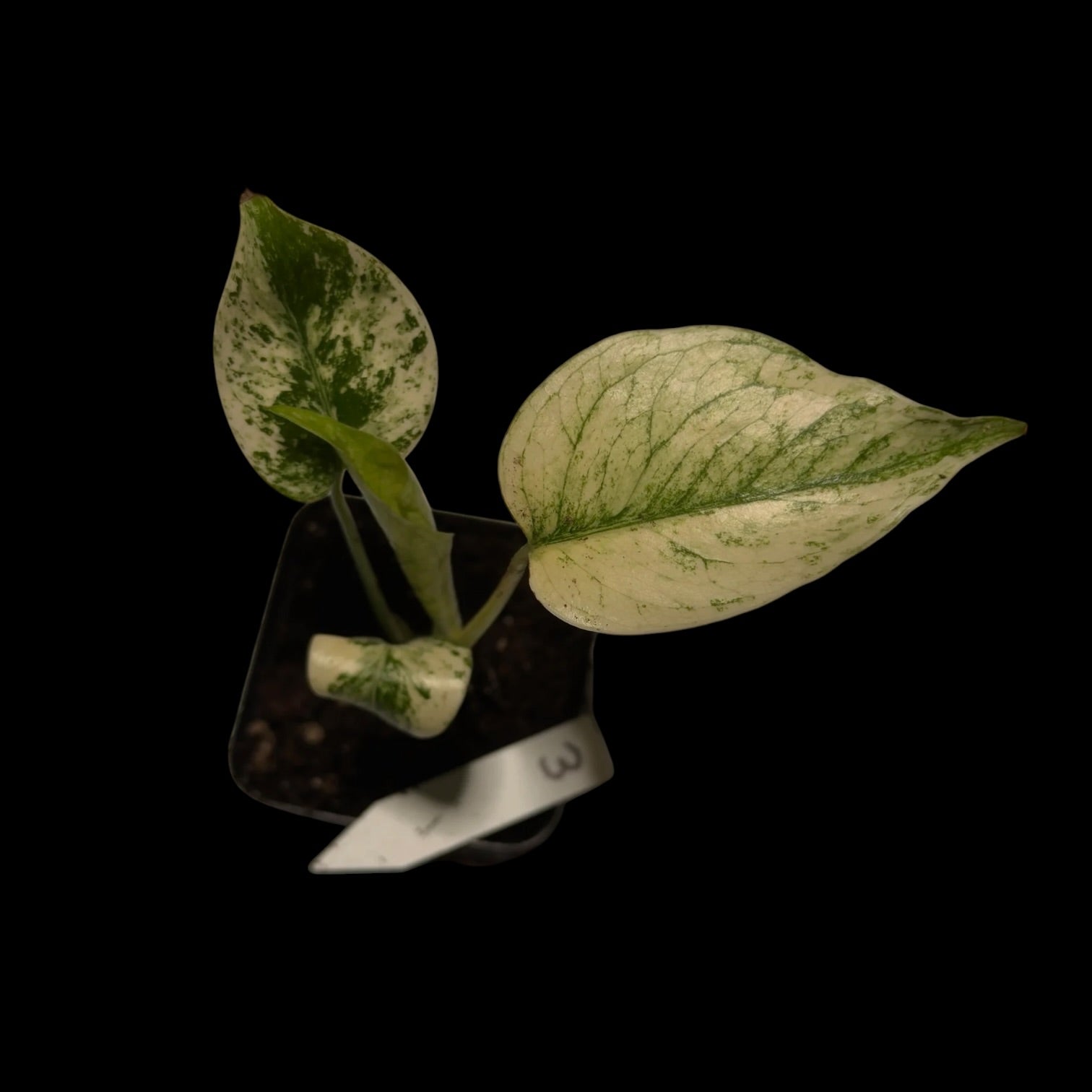 Monstera Mint