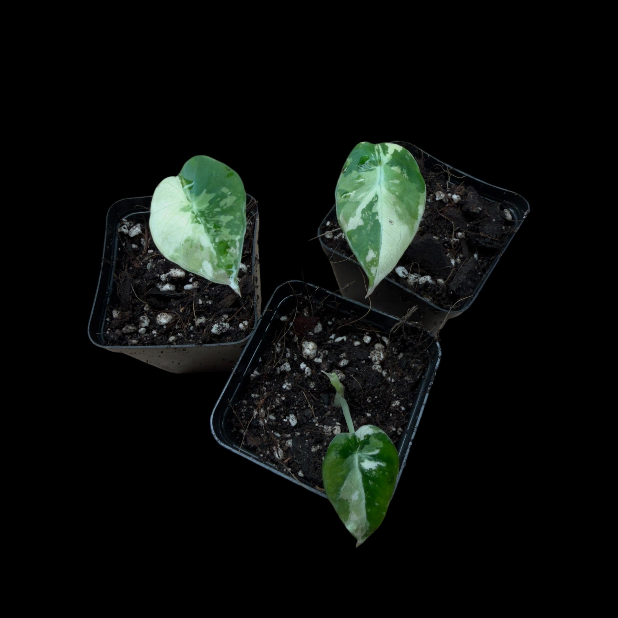 Alocasia Black Velvet Pink