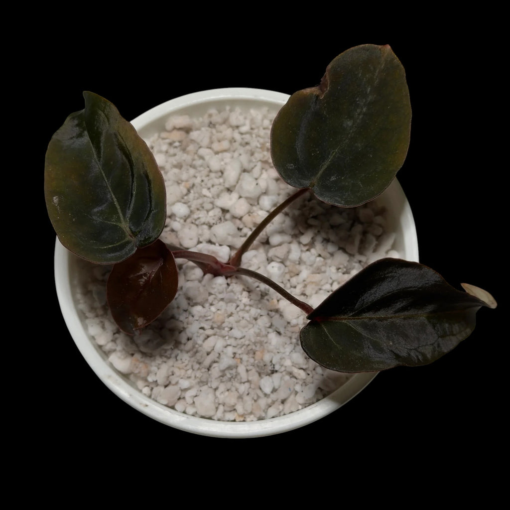 Anthurium Black Thunder Cutting