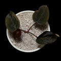 Anthurium Black Thunder Cutting
