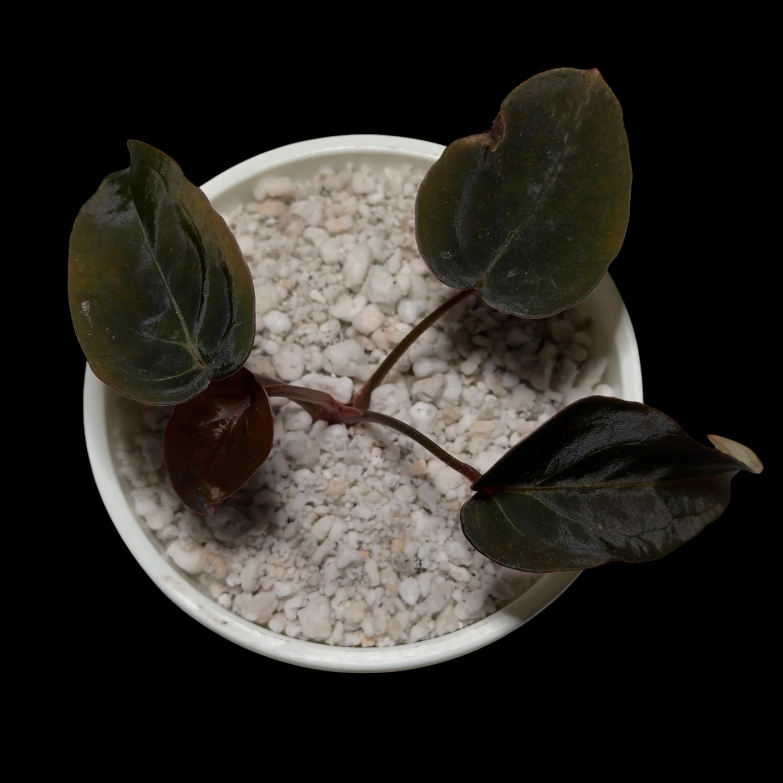 Anthurium Black Thunder Cutting