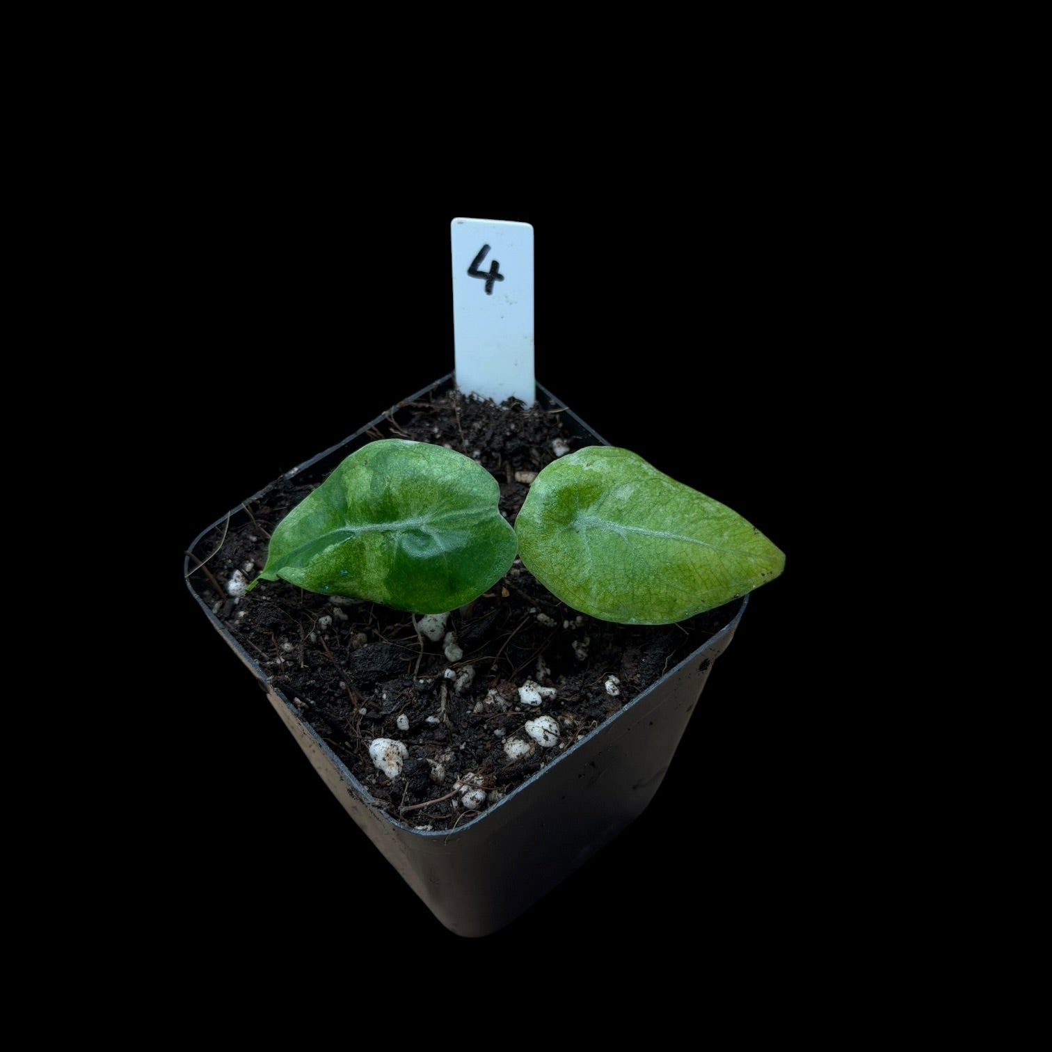 Alocasia Watsoniana Glossy Variegata