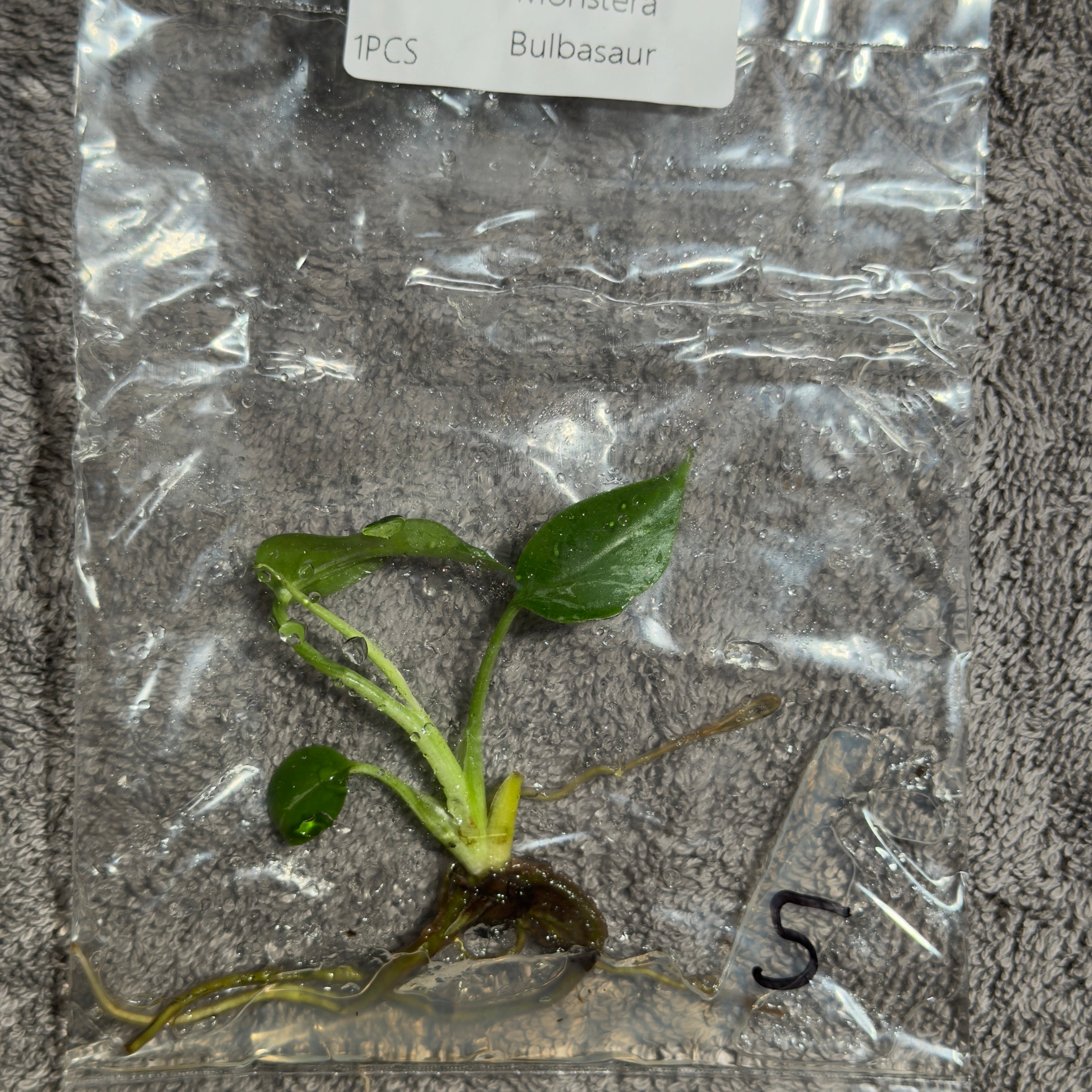 Monstera Bulbasaur | TC