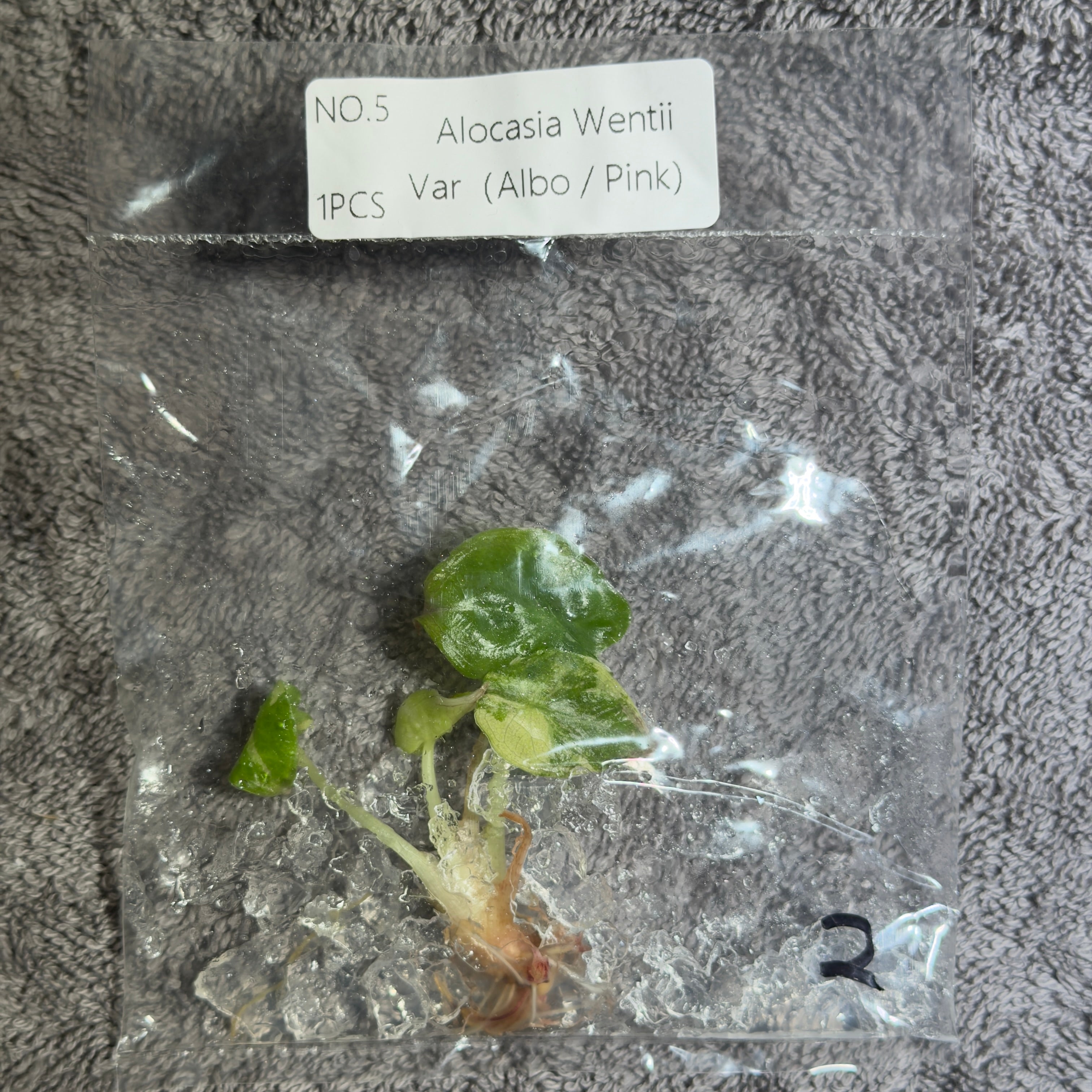 Alocasia Wentii Pink/Albo | TC