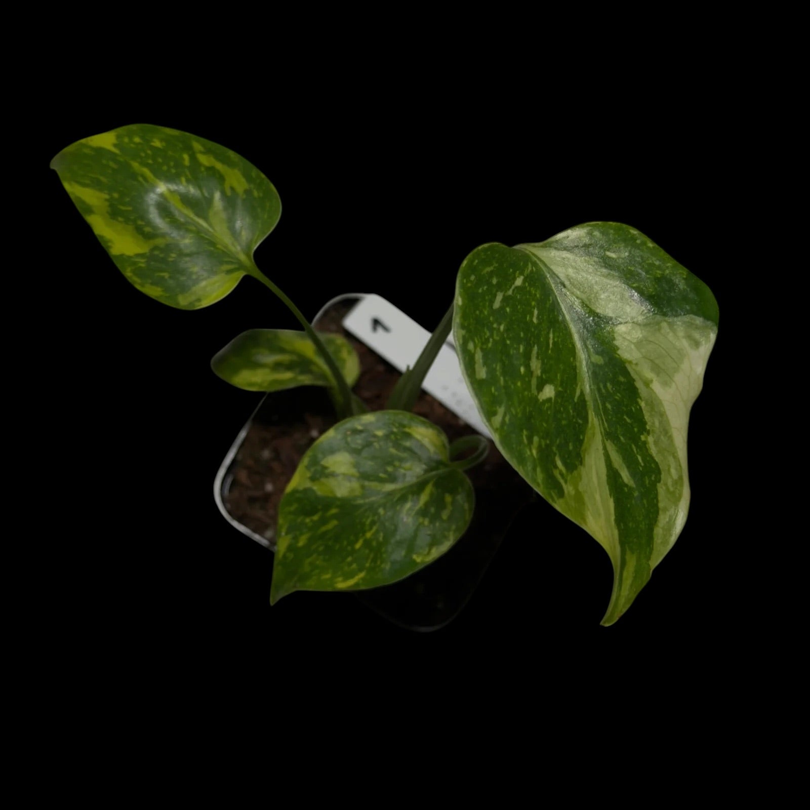 Monstera Electrolyte