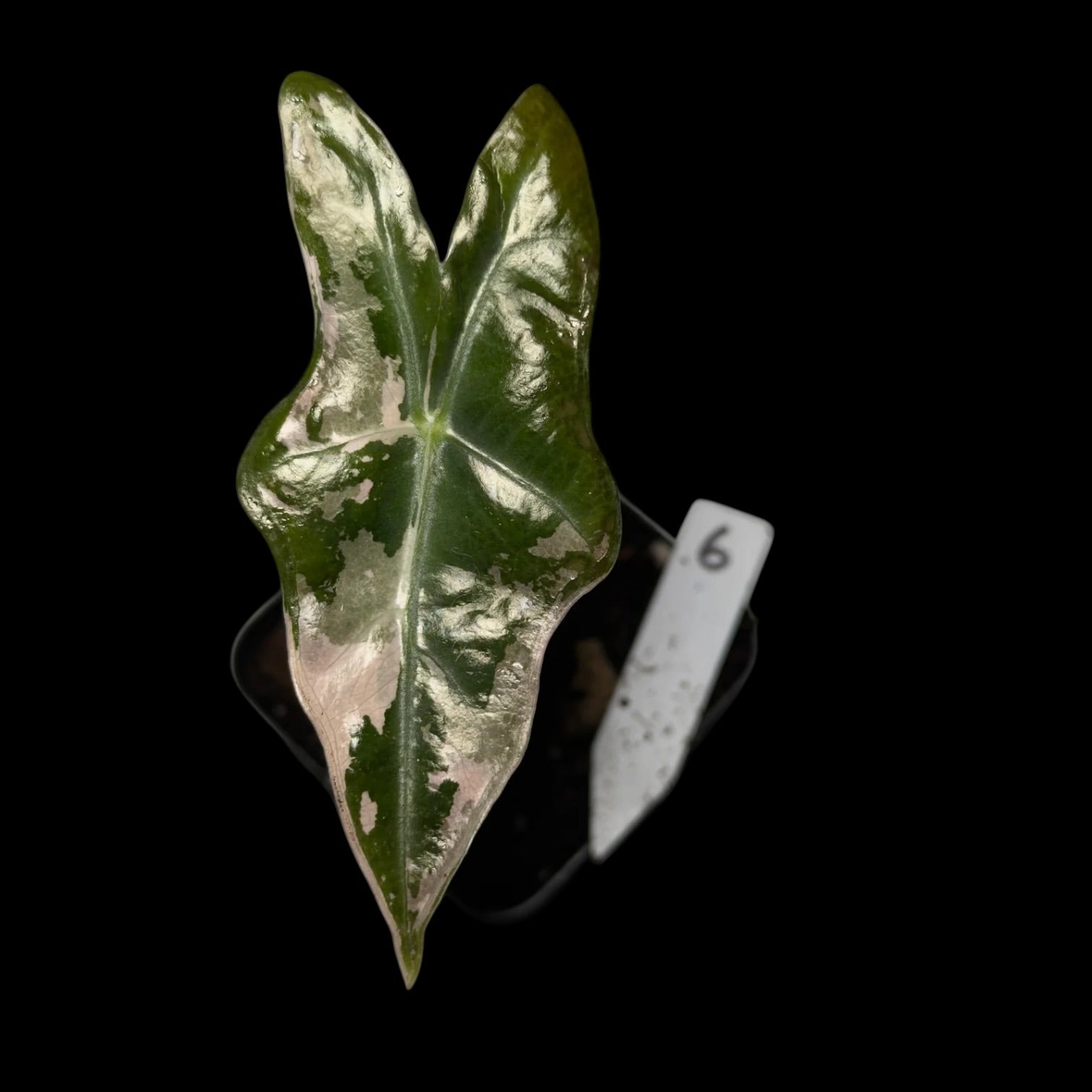 Alocasia Nobilis Pink