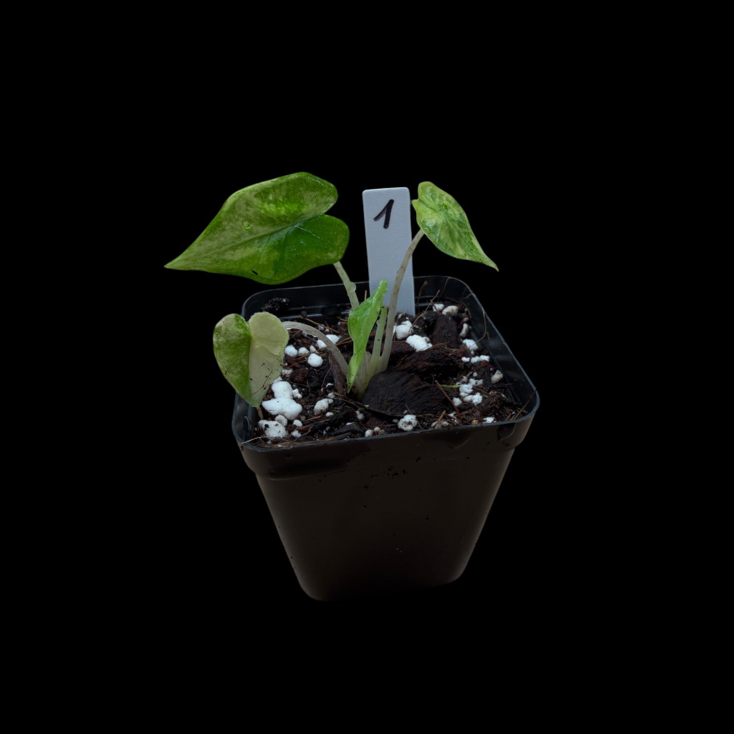 Alocasia Jacklyn Var. / A-Grade