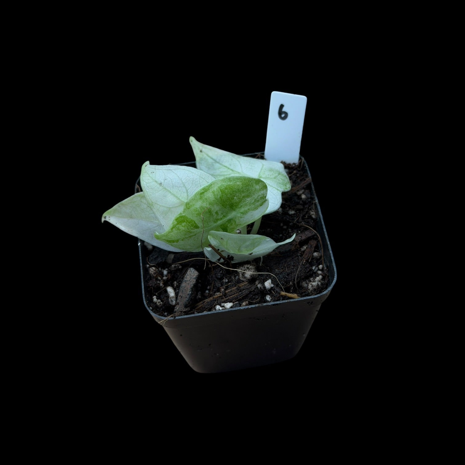 Alocasia Watsoniana Glossy Variegata