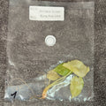 Alocasia Golden Bone Pink Mint | TC
