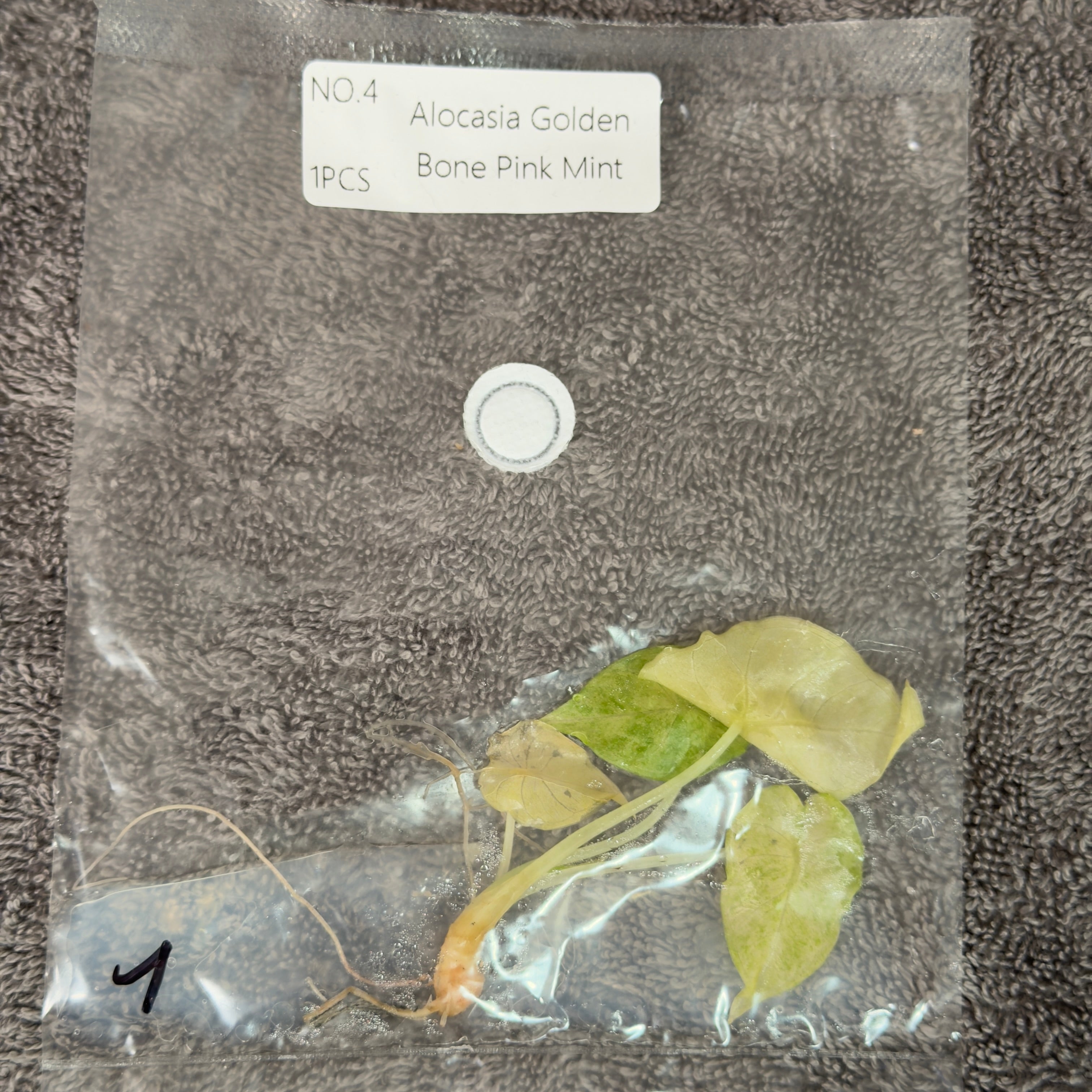 Alocasia Golden Bone Pink Mint | TC