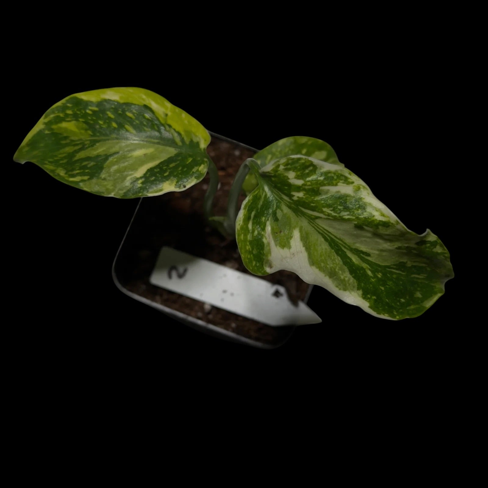 Monstera Electrolyte