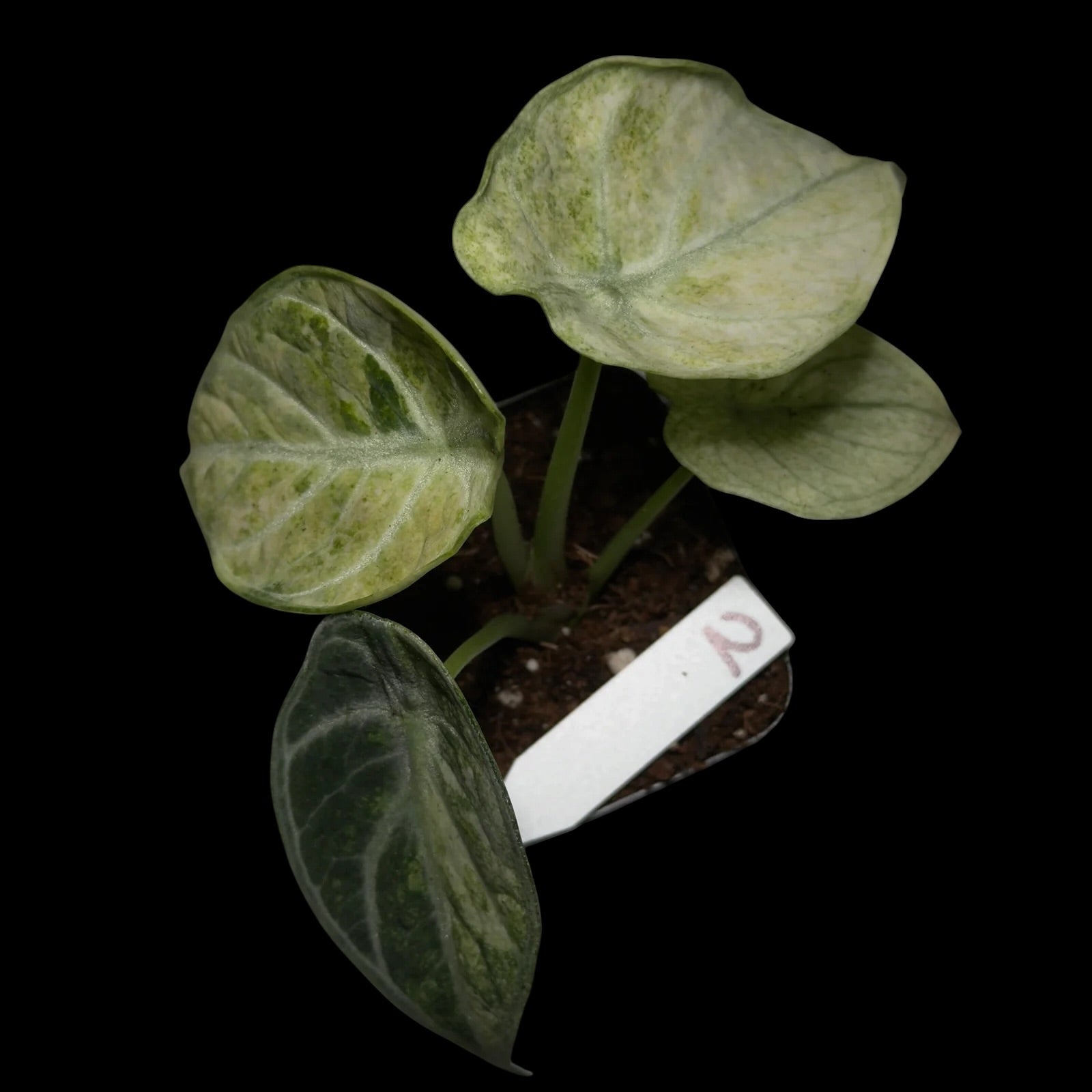 Alocasia Ninja Tricolor