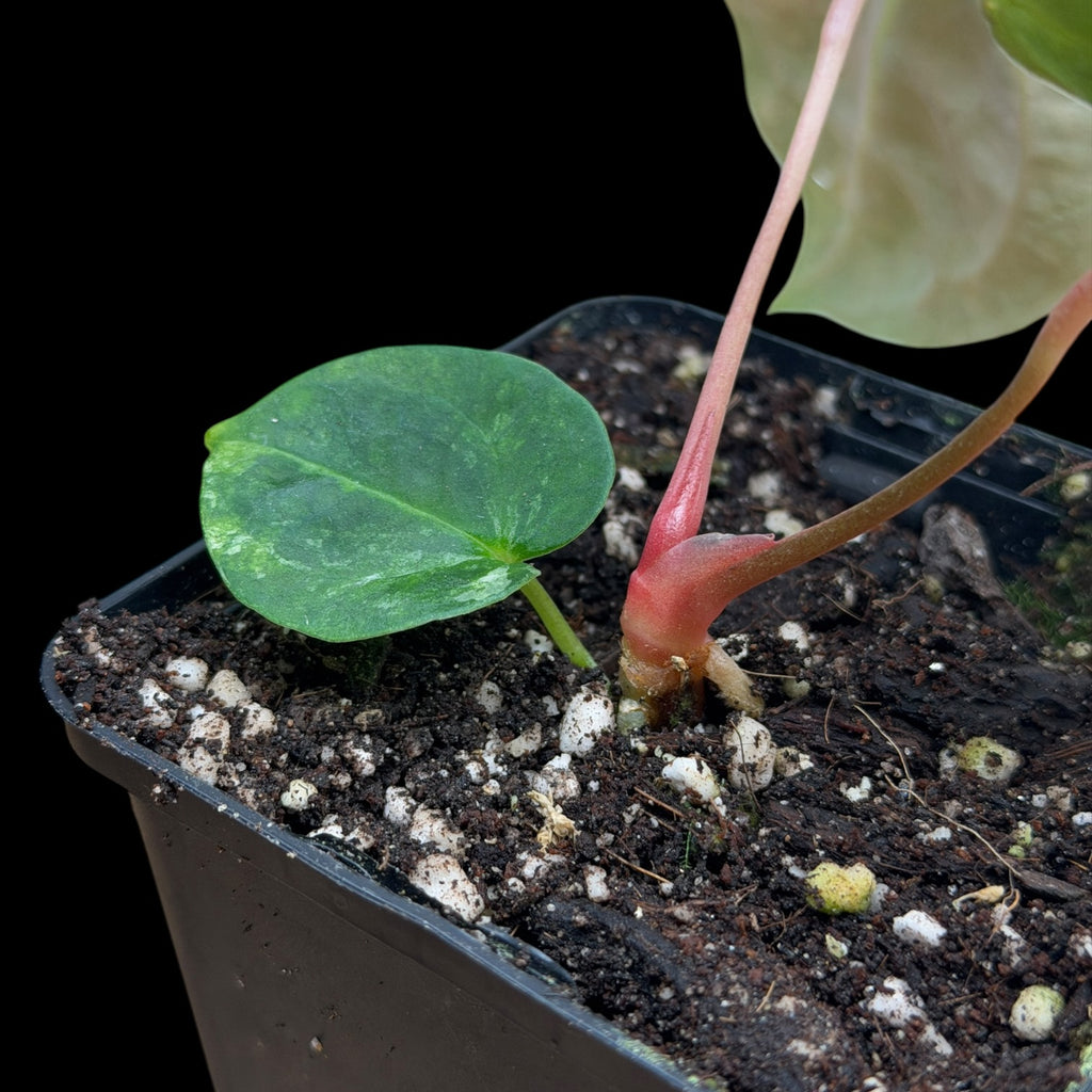 Anthurium AOS Tezula x SKG var. Cutting